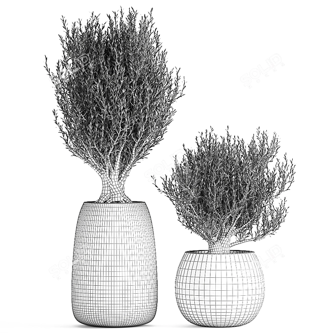 Tropical Olive Tree in Black Pot 3D model image 5