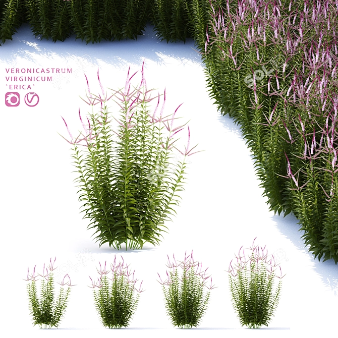 Veronicastrum Virginicum Plant Collection 3D model image 1