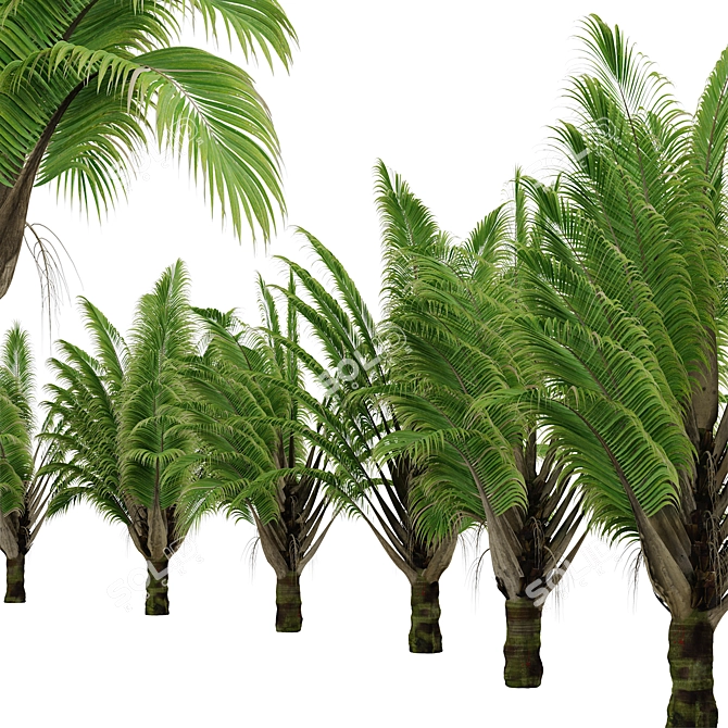 Exquisite Set of Triangle Palm Trees 3D model image 3