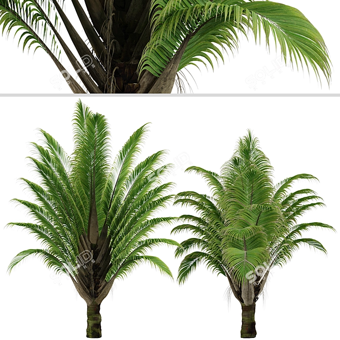 Exquisite Set of Triangle Palm Trees 3D model image 5