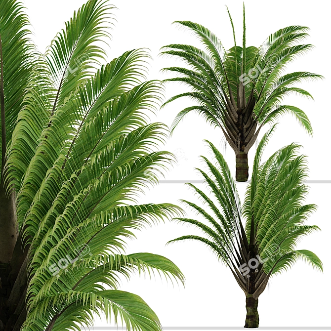 Exquisite Set of Triangle Palm Trees 3D model image 6