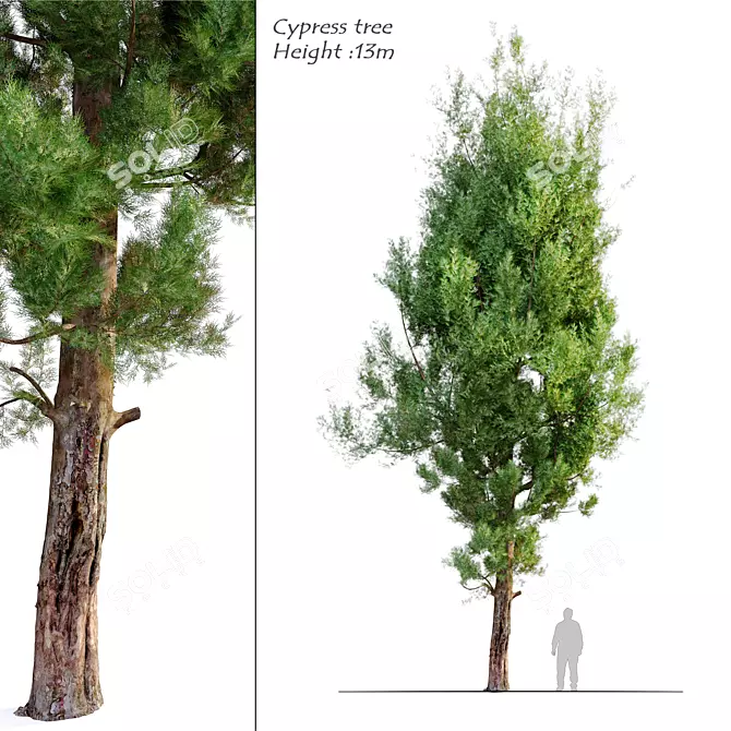 Cupressus Cypress Tree - 13m High 3D model image 1