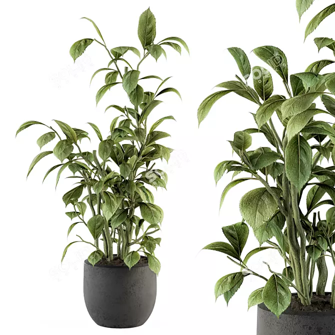Lush Schefflera Amate: Indoor Plant Set 3D model image 1