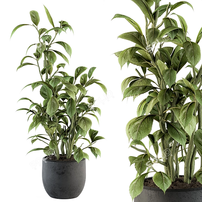 Lush Schefflera Amate: Indoor Plant Set 3D model image 2