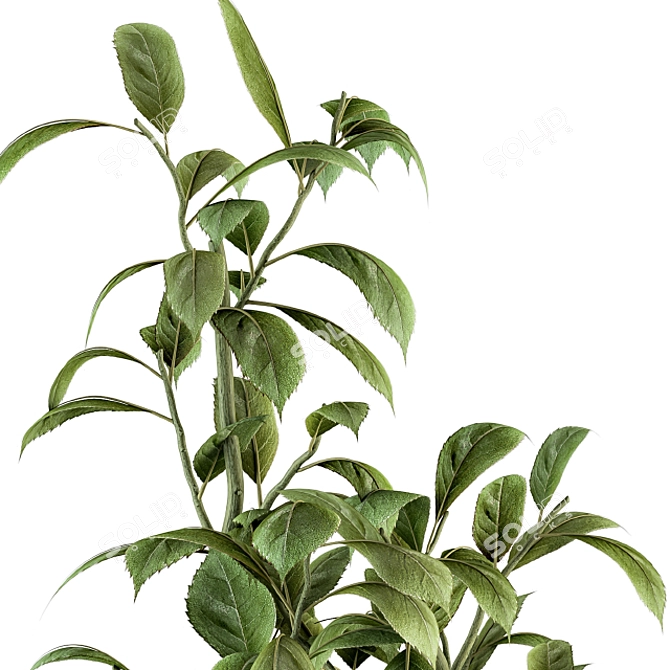 Lush Schefflera Amate: Indoor Plant Set 3D model image 3