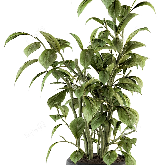 Lush Schefflera Amate: Indoor Plant Set 3D model image 4