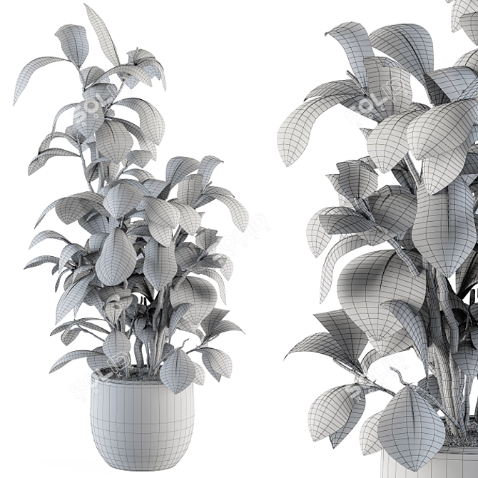 Lush Schefflera Amate: Indoor Plant Set 3D model image 5