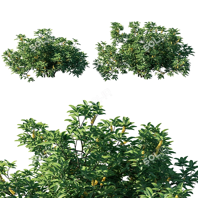 Exquisite Argyrocytisus Battandieri Bush 3D model image 1