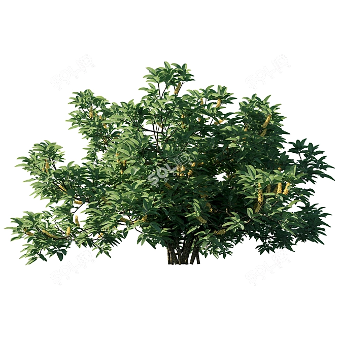 Exquisite Argyrocytisus Battandieri Bush 3D model image 2