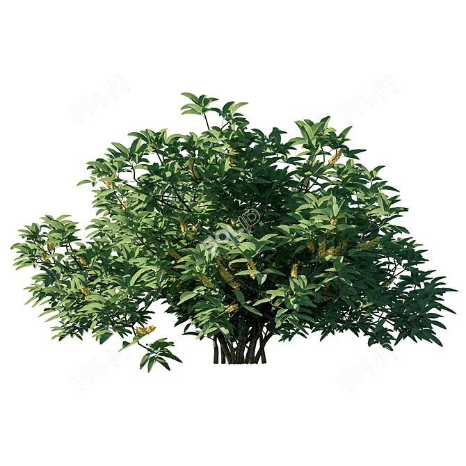 Exquisite Argyrocytisus Battandieri Bush 3D model image 3