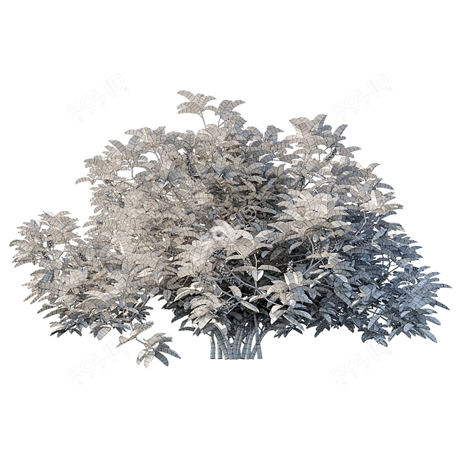 Exquisite Argyrocytisus Battandieri Bush 3D model image 4