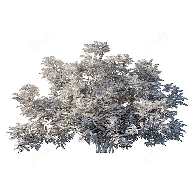 Exquisite Argyrocytisus Battandieri Bush 3D model image 5
