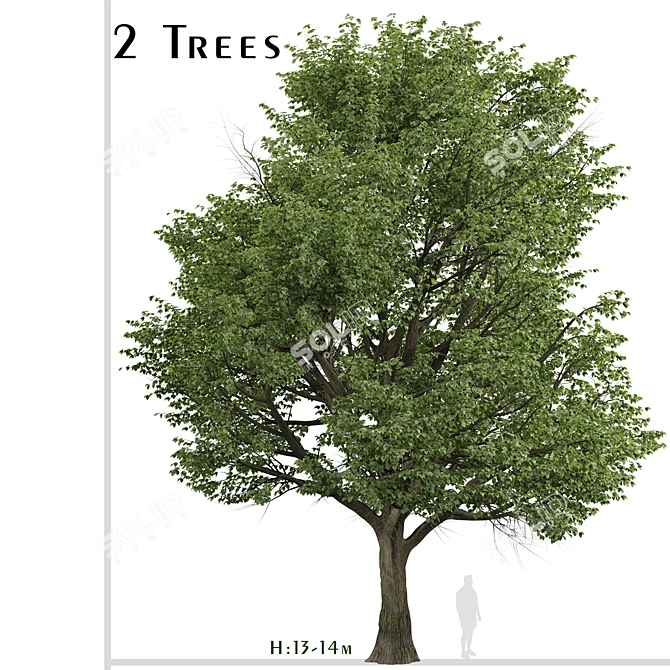 Silver Linden Tree Set (2 Trees) 3D model image 1
