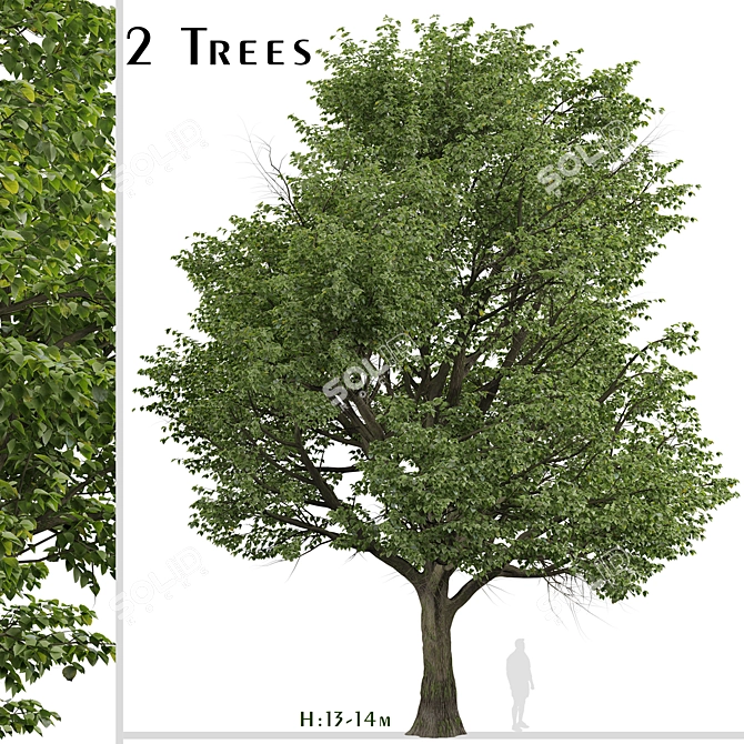Silver Linden Tree Set (2 Trees) 3D model image 2