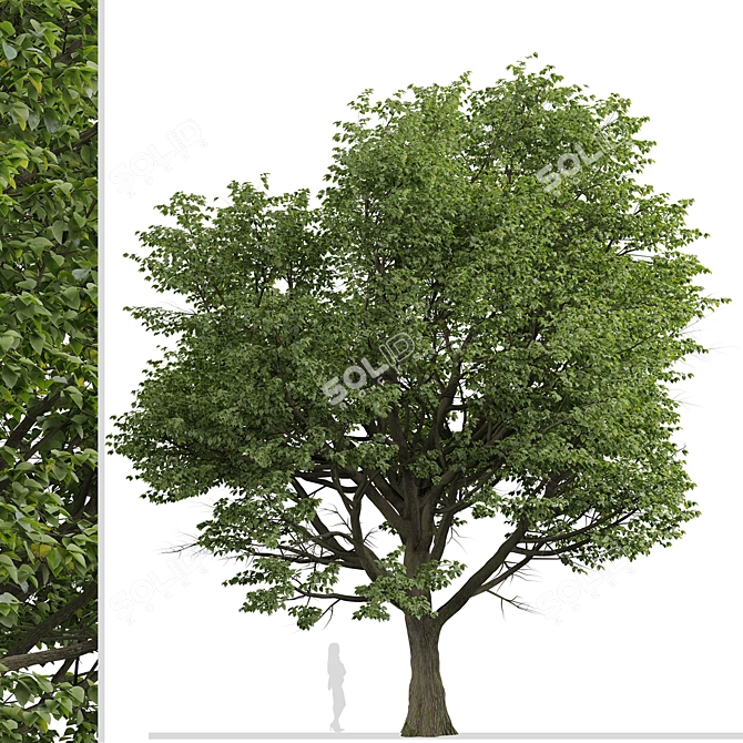 Silver Linden Tree Set (2 Trees) 3D model image 3