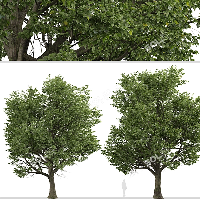 Silver Linden Tree Set (2 Trees) 3D model image 5