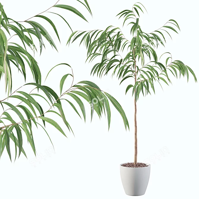 Exquisite Ficus Ali Plant - 3D Model 3D model image 1