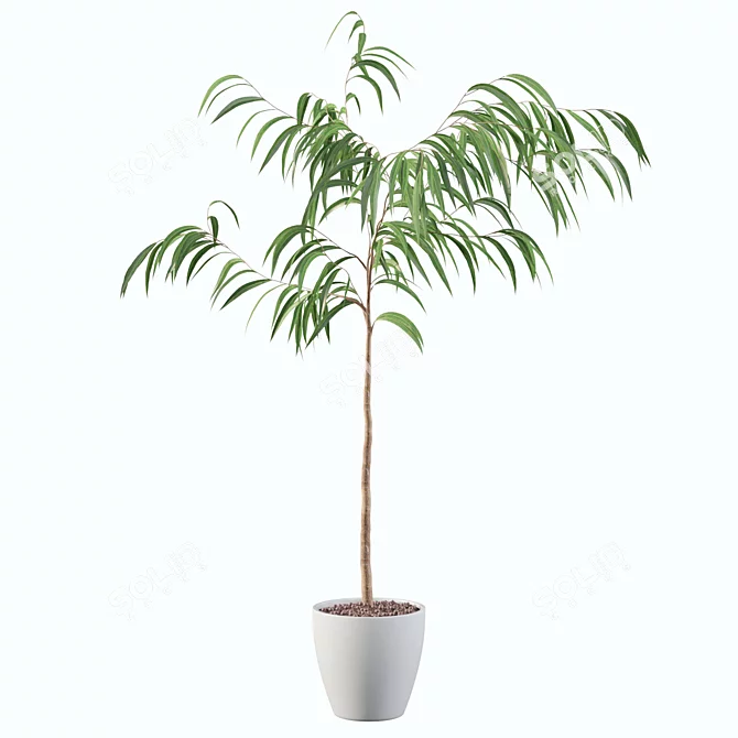Exquisite Ficus Ali Plant - 3D Model 3D model image 2