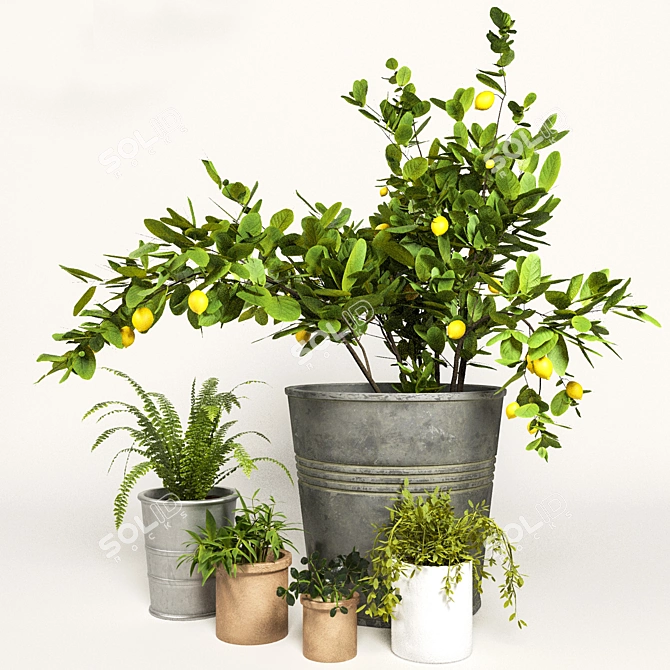 Diverse Indoor Plant Collection 3D model image 1