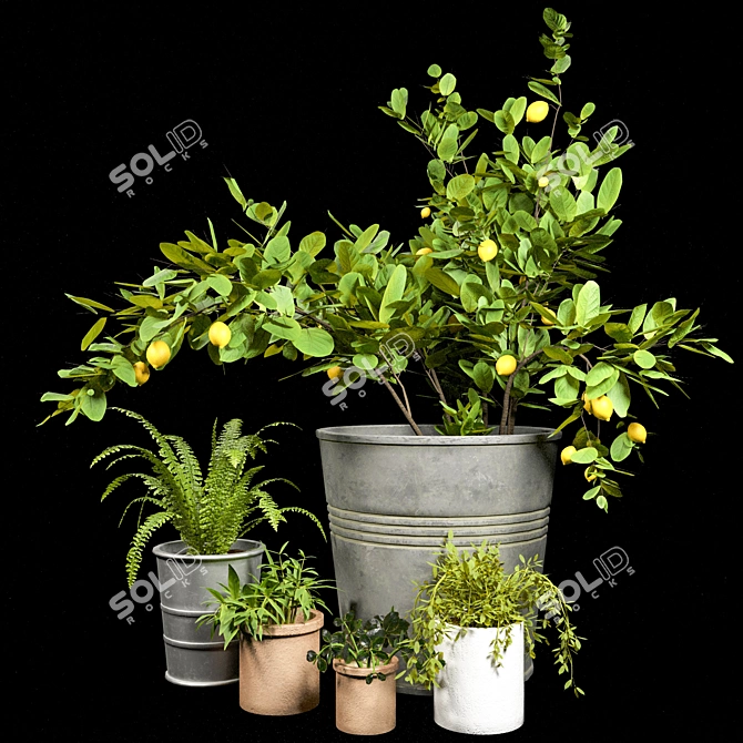 Diverse Indoor Plant Collection 3D model image 2