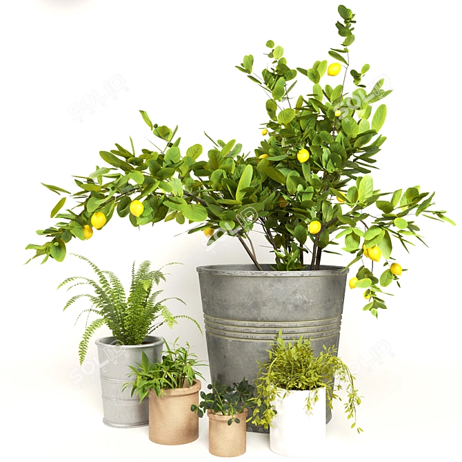 Diverse Indoor Plant Collection 3D model image 5