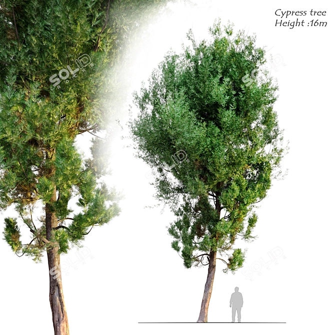 Classic Cypress Tree - 16m 3D model image 1