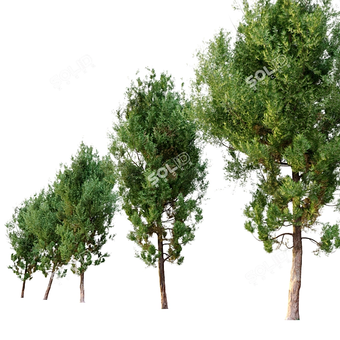 Classic Cypress Tree - 16m 3D model image 2