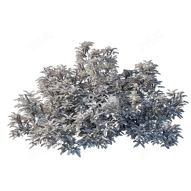 Silver Wattle Bush 02 - Unique Ornamental Plant 3D model image 4