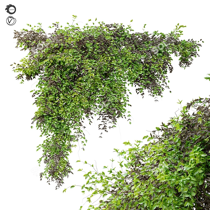  Evergreen Hanging Plant: Dry & Lush Leaves 3D model image 1