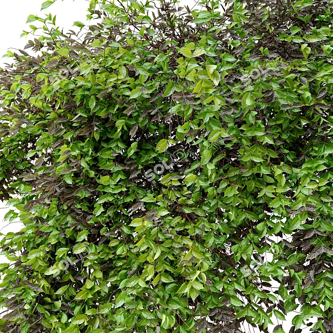  Evergreen Hanging Plant: Dry & Lush Leaves 3D model image 3