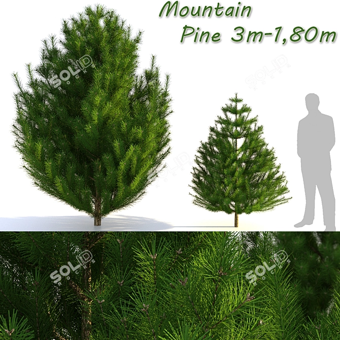  Majestic Mountain Pine 3D Model 3D model image 1