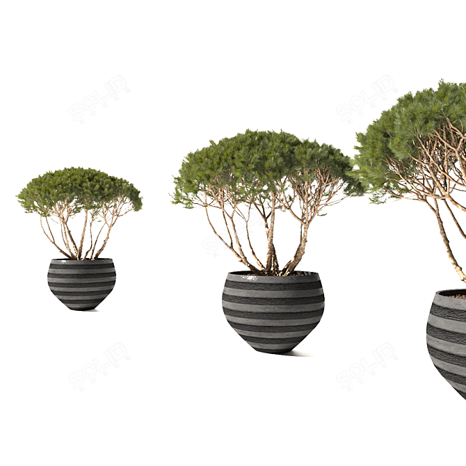 Mountain Pine in Flower Pots | Pinus Mugo 3D model image 2