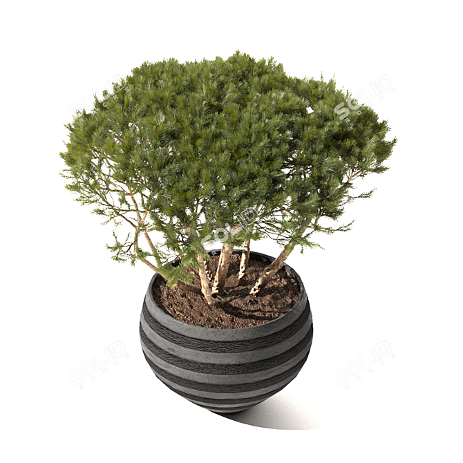 Mountain Pine in Flower Pots | Pinus Mugo 3D model image 4