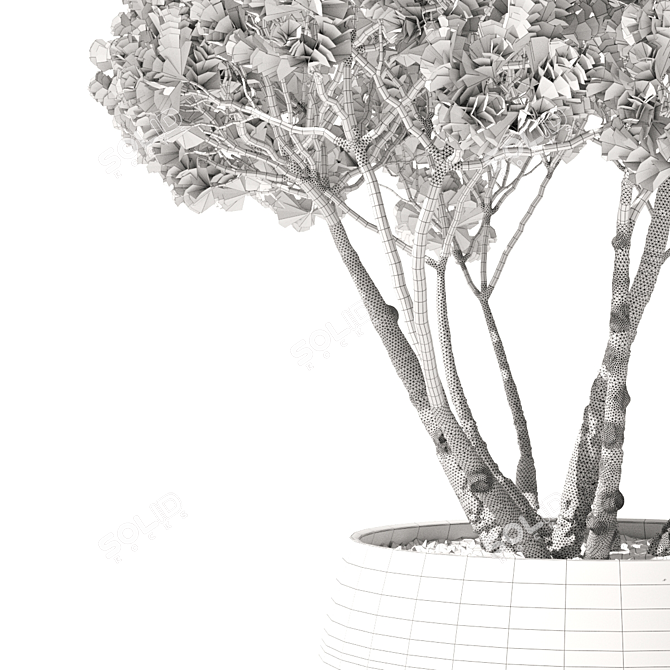 Mountain Pine in Flower Pots | Pinus Mugo 3D model image 5