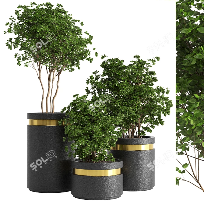 Elegant Indoor Plant 05 3D model image 1