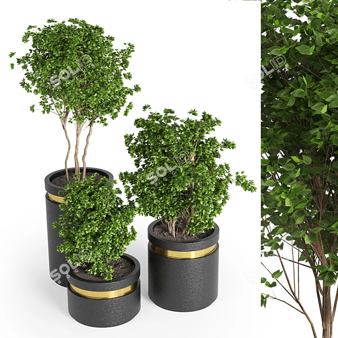 Elegant Indoor Plant 05 3D model image 2