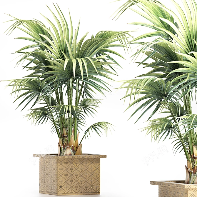 Exquisite 165 Arabian Palm Set 3D model image 1