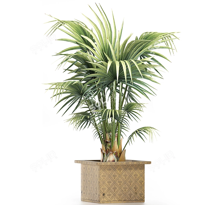 Exquisite 165 Arabian Palm Set 3D model image 2