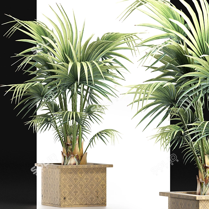 Exquisite 165 Arabian Palm Set 3D model image 3