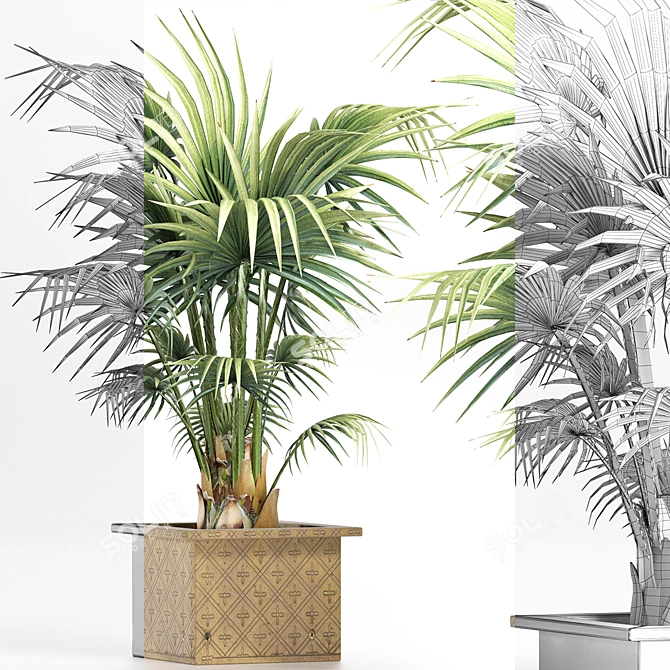 Exquisite 165 Arabian Palm Set 3D model image 4