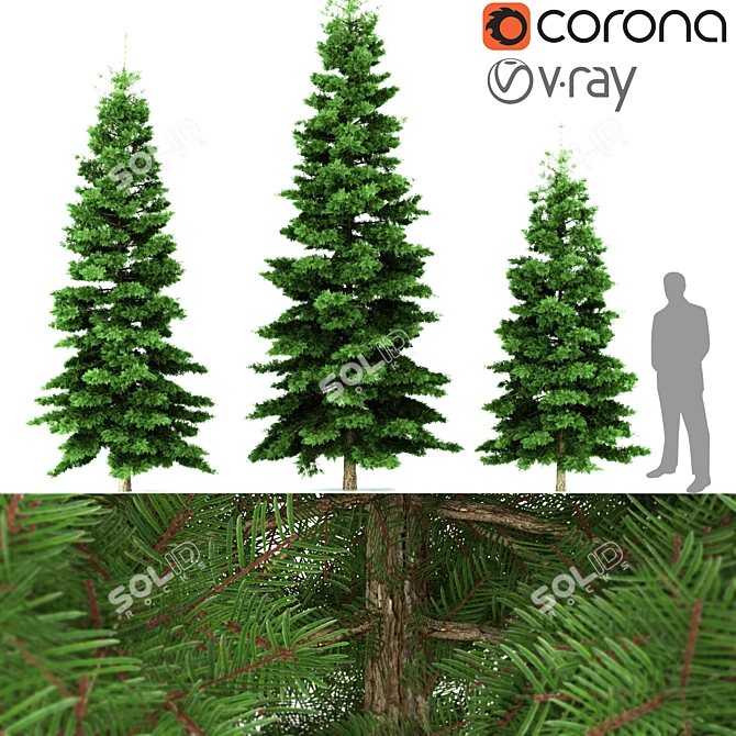 Evergreen Spruce Tree - 3D Model 3D model image 1