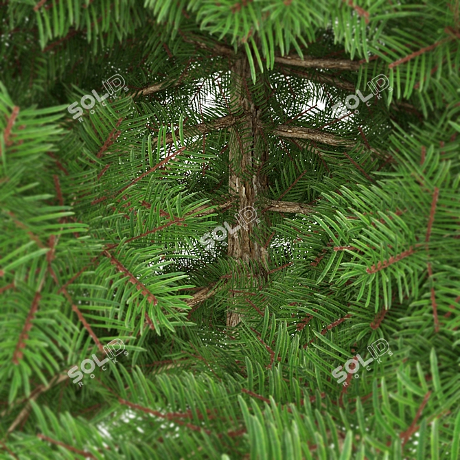 Evergreen Spruce Tree - 3D Model 3D model image 2