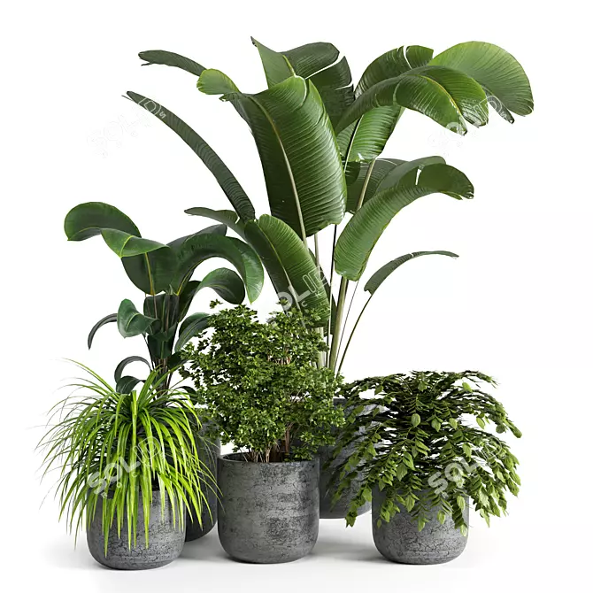 Natural Greenery: Indoor Plant 06 3D model image 1