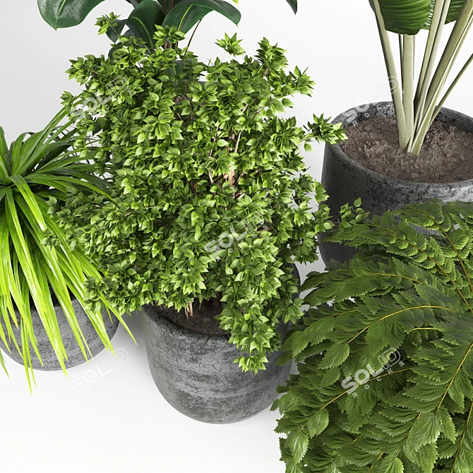 Natural Greenery: Indoor Plant 06 3D model image 3