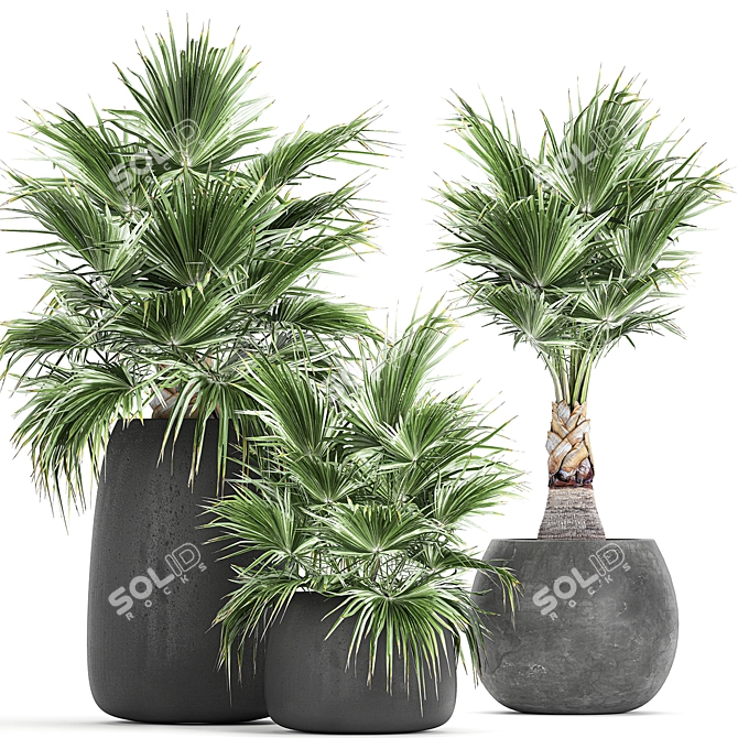 Exotic Palm Plant Collection 3D model image 1