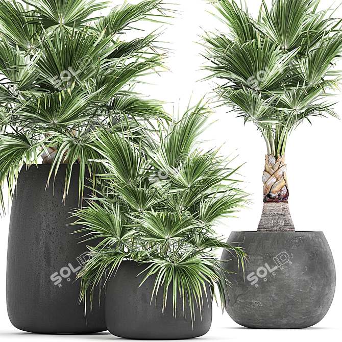 Exotic Palm Plant Collection 3D model image 2