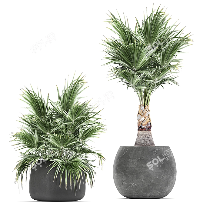 Exotic Palm Plant Collection 3D model image 3