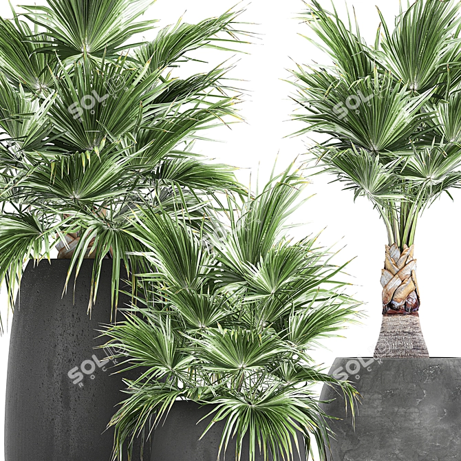 Exotic Palm Plant Collection 3D model image 4