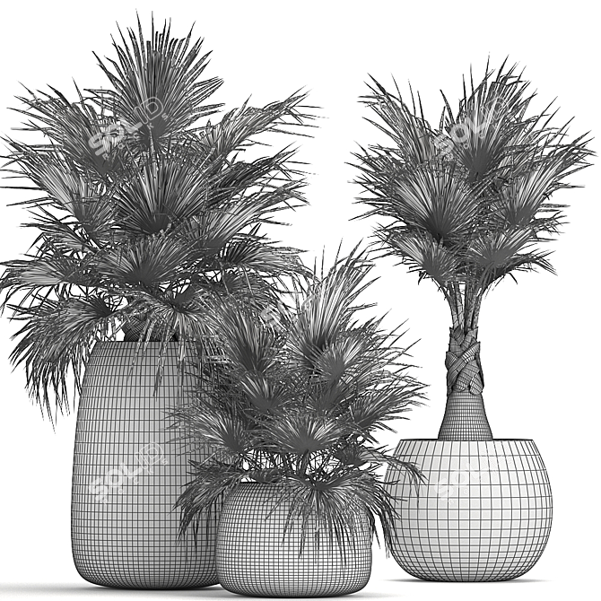 Exotic Palm Plant Collection 3D model image 5