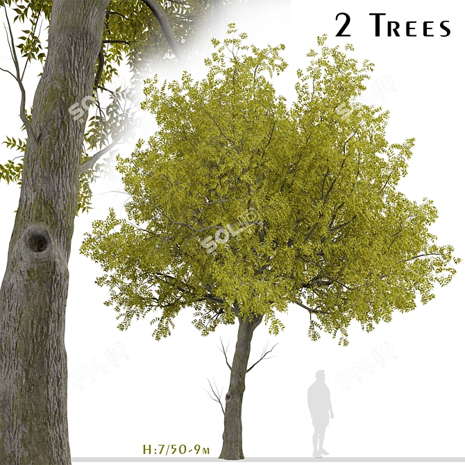 Arizona Ash Trees: Lush and Lifelike Pair! 3D model image 1